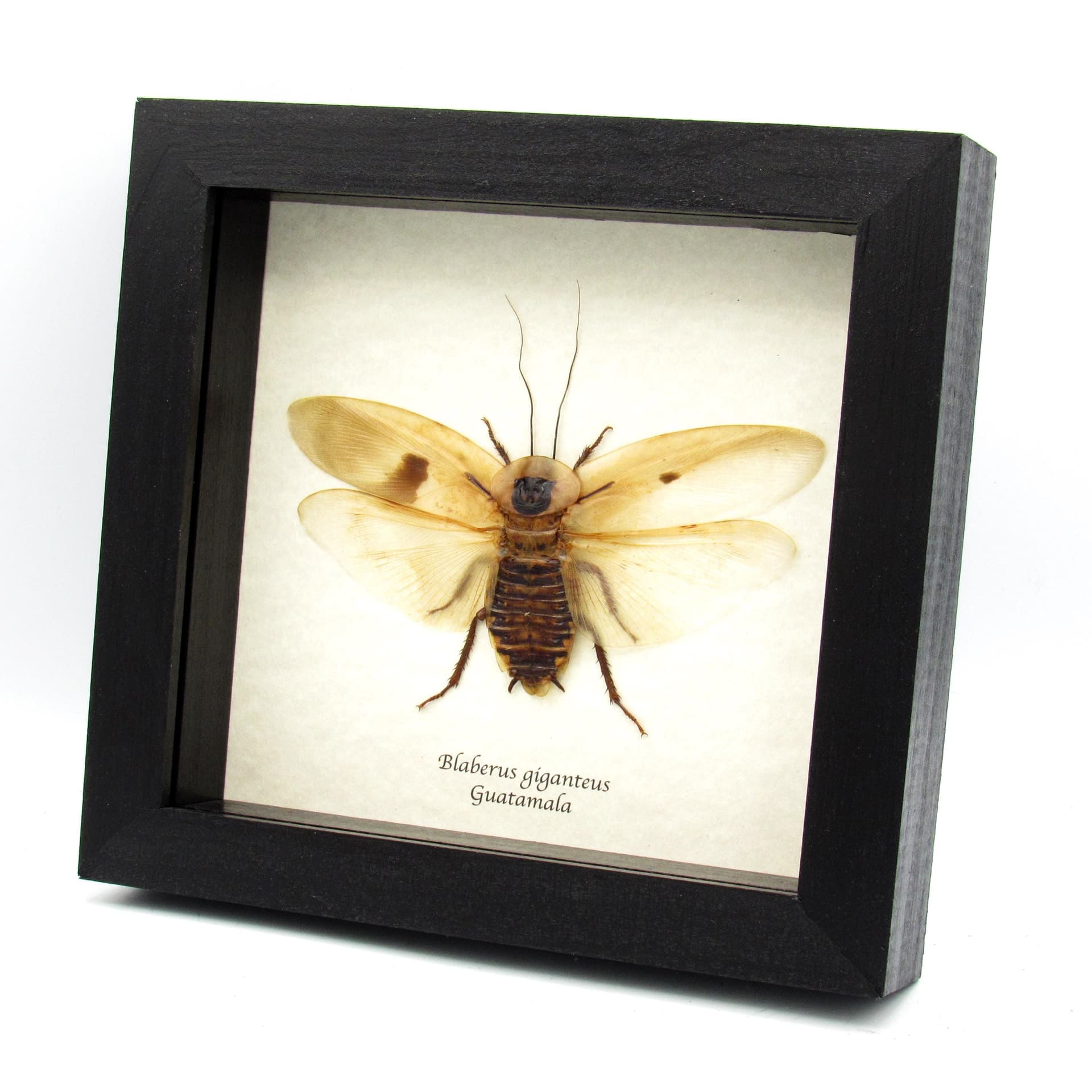 Real Giant Cave Cockroach framed taxidermy - Blaberus giganteus