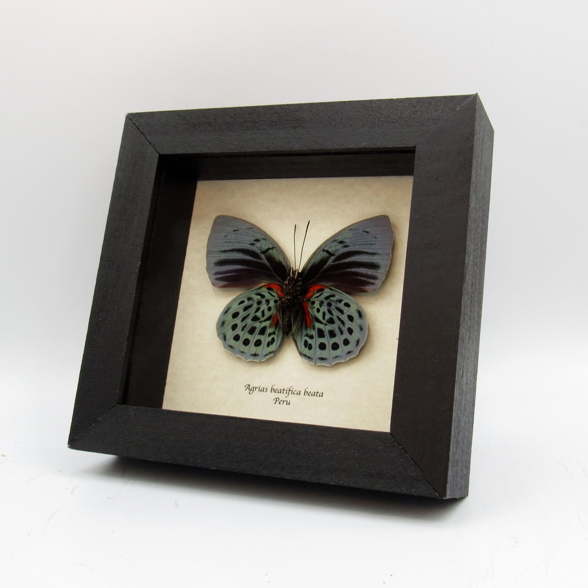 Rare metallic blue butterfly framed taxidermy - Agrias beatifica beata