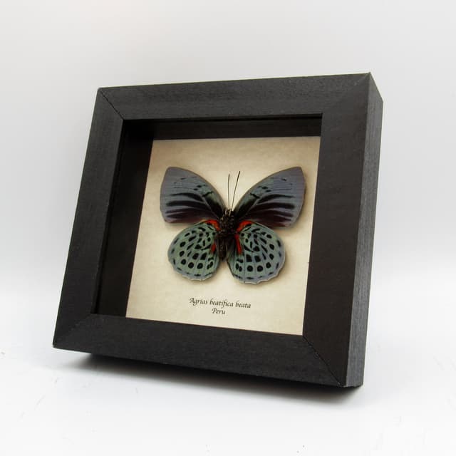 Rare metallic blue butterfly framed taxidermy - Agrias beatifica beata