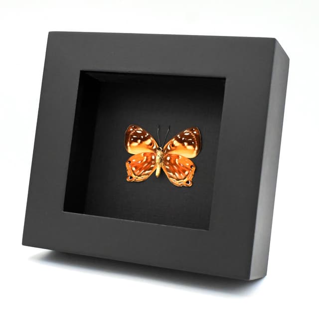 Real metallic Metalmark butterfly framed taxidermy - Dicallaneura decorata - female