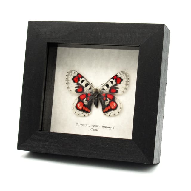 Very rare red Snow Apollo butterfly framed specimen - Parnassius nomion koiwayai - female