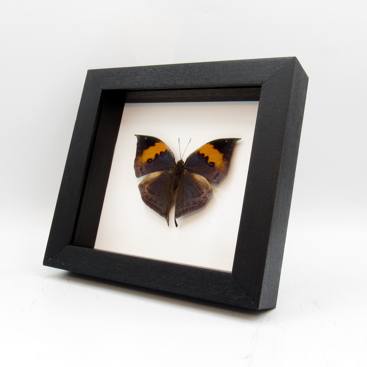 Real Blue Leaf butterfly - Kallima inachus - Victorian mount