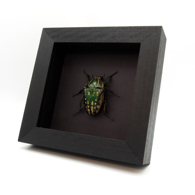 Real flower beetle framed taxidermy - Mecynorhina polyphemus confluens - female