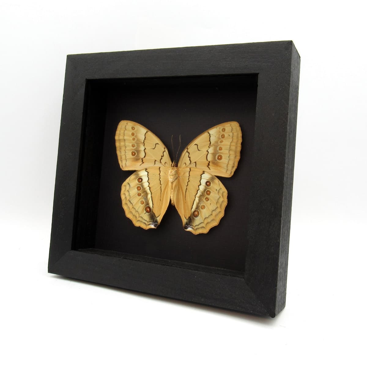 Large Jungle Queen butterfly framed taxidermy - Stichophthalma neumogeni