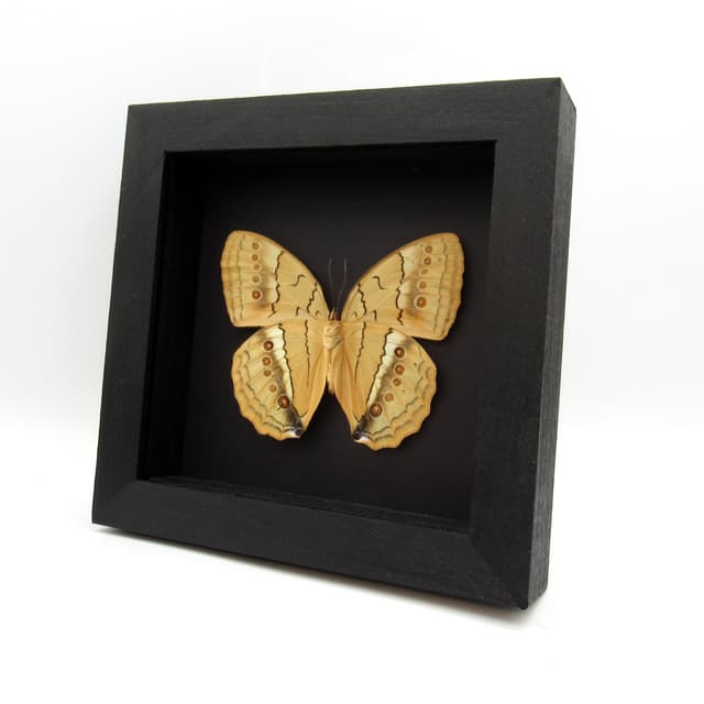 Large Jungle Queen butterfly framed taxidermy - Stichophthalma neumogeni