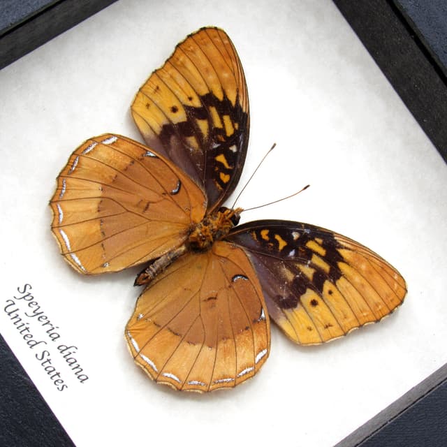 Rare Diana Fritillary framed taxidermy - Speyeria diana