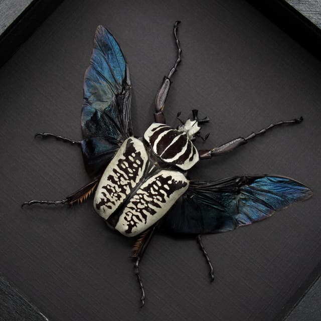 Real large flower beetle framed taxidermy - Goliathus albosignatus kirkianus