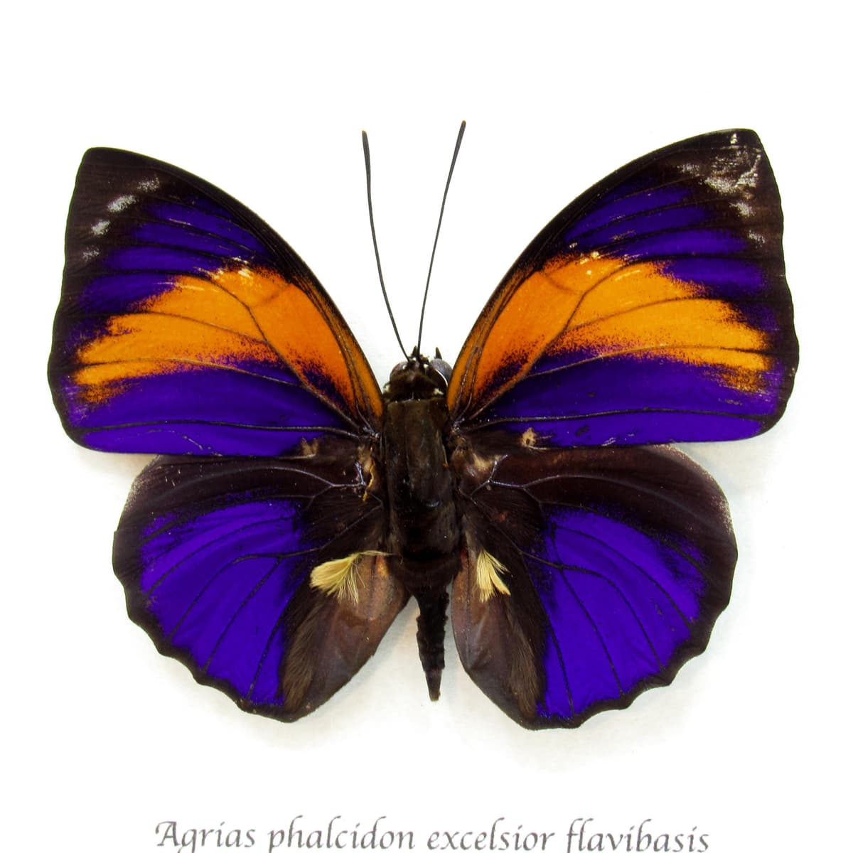 Very rare Brush-footed butterfly framed taxidermy - Agrias phalcidon excelsior flavibasis
