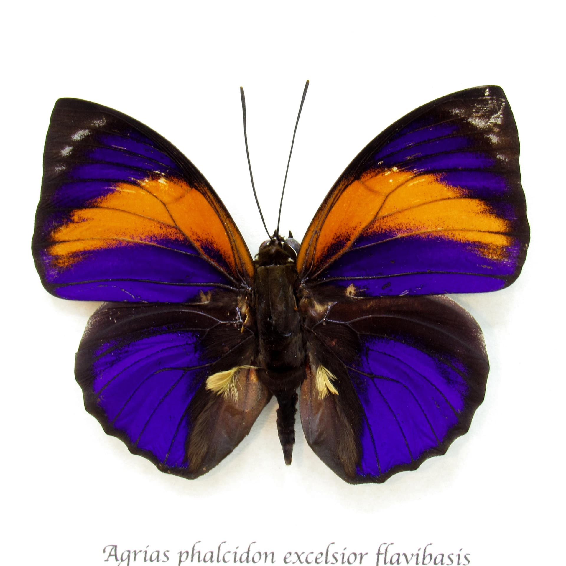 Very rare Brush-footed butterfly framed taxidermy - Agrias phalcidon excelsior flavibasis