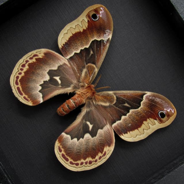 Real female Promethea moth framed taxidermy - Callosamia promethea
