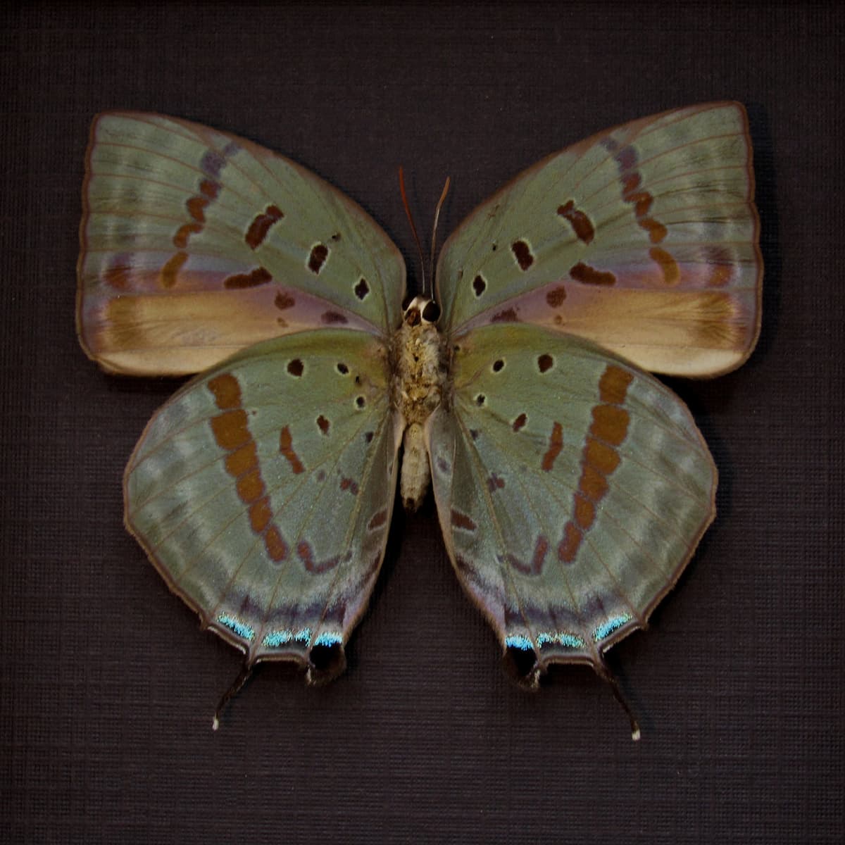 Real iridescent butterfly framed taxidermy - Arhopala hercules