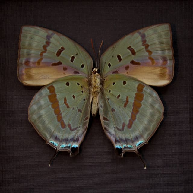 Real iridescent butterfly framed taxidermy - Arhopala hercules