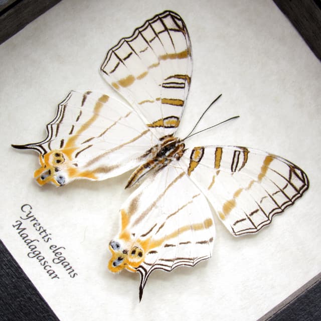 Real African Map butterfly framed taxidermy - Cyrestis elegans