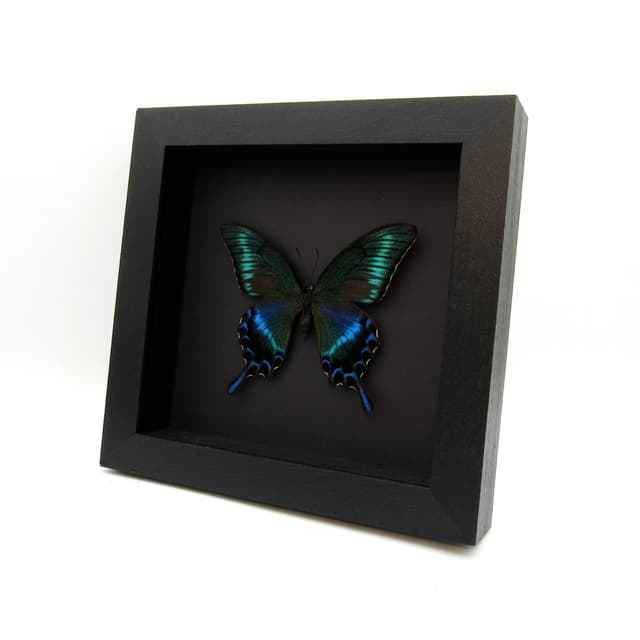 Real Alpine Swallowtail framed taxidermy - Papilio maackii tutanus - summer form