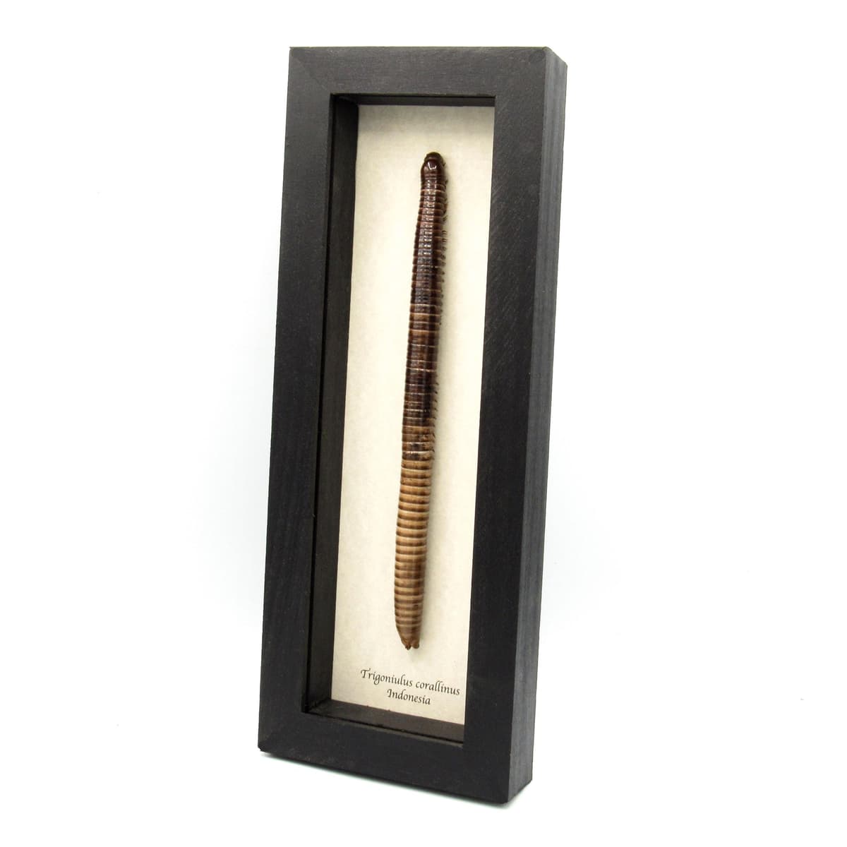 Real HUGE Scarlet Millipede framed taxidermy - Trigoniulus corallinus - 8.65 inch
