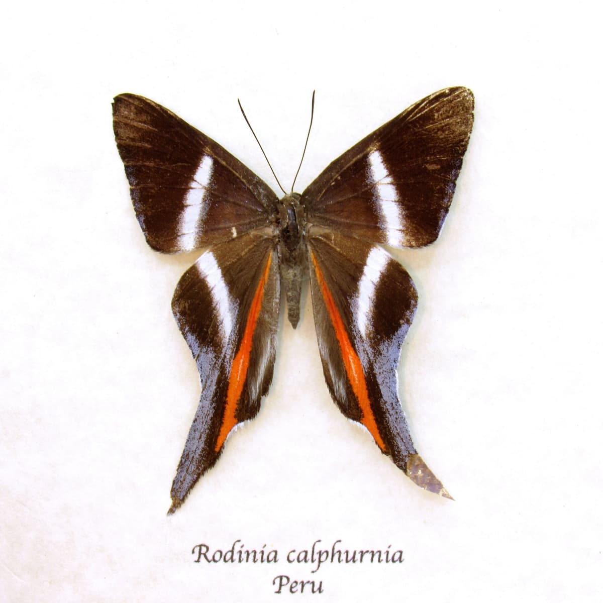 Extremely rare real Metalmark butterfly framed taxidermy - Rodinia calphurnia - damaged/repaired