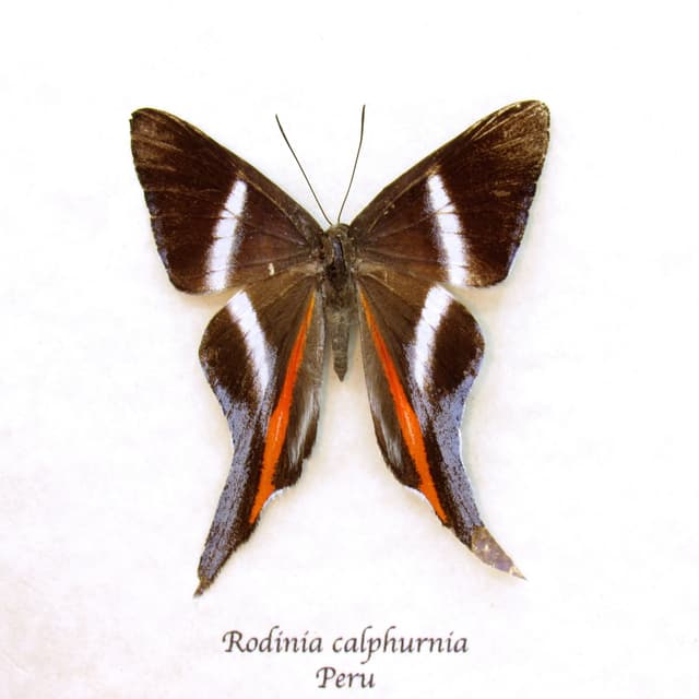 Extremely rare real Metalmark butterfly framed taxidermy - Rodinia calphurnia - damaged/repaired