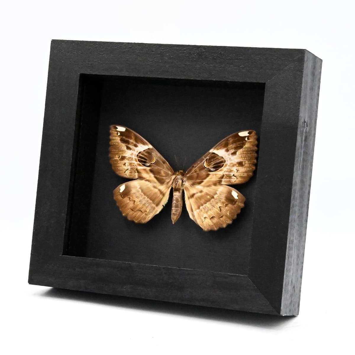 Real Bark mimic Owl moth framed taxidermy - Erebus ephesperis