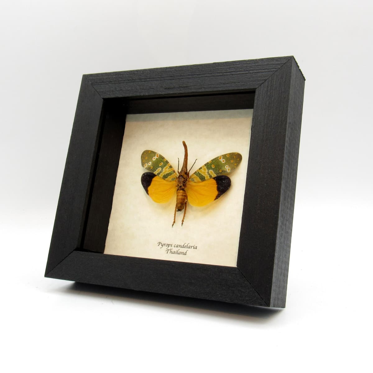 Real yellow Lanternfly framed taxidermy - Pyrops candelaria