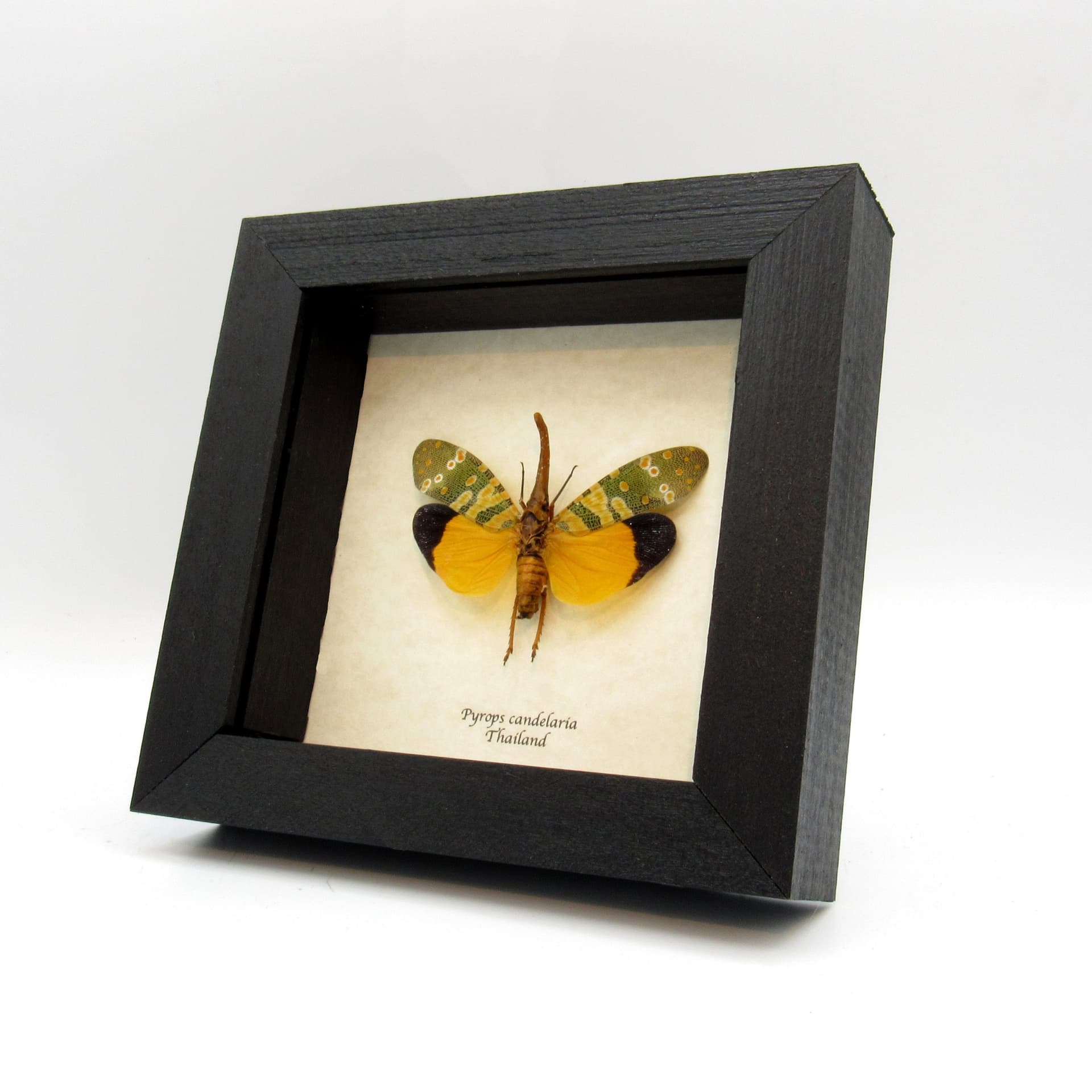 Real yellow Lanternfly framed taxidermy - Pyrops candelaria