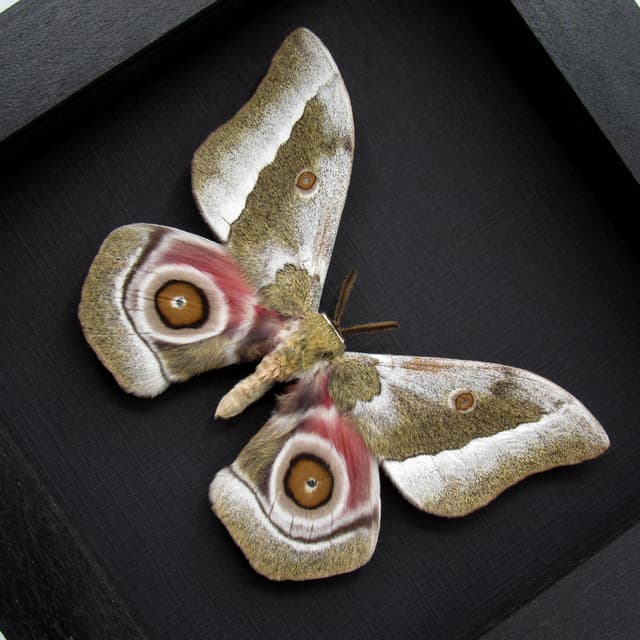 Real Saturn moth framed taxidermy - Gonimbrasia zambesina