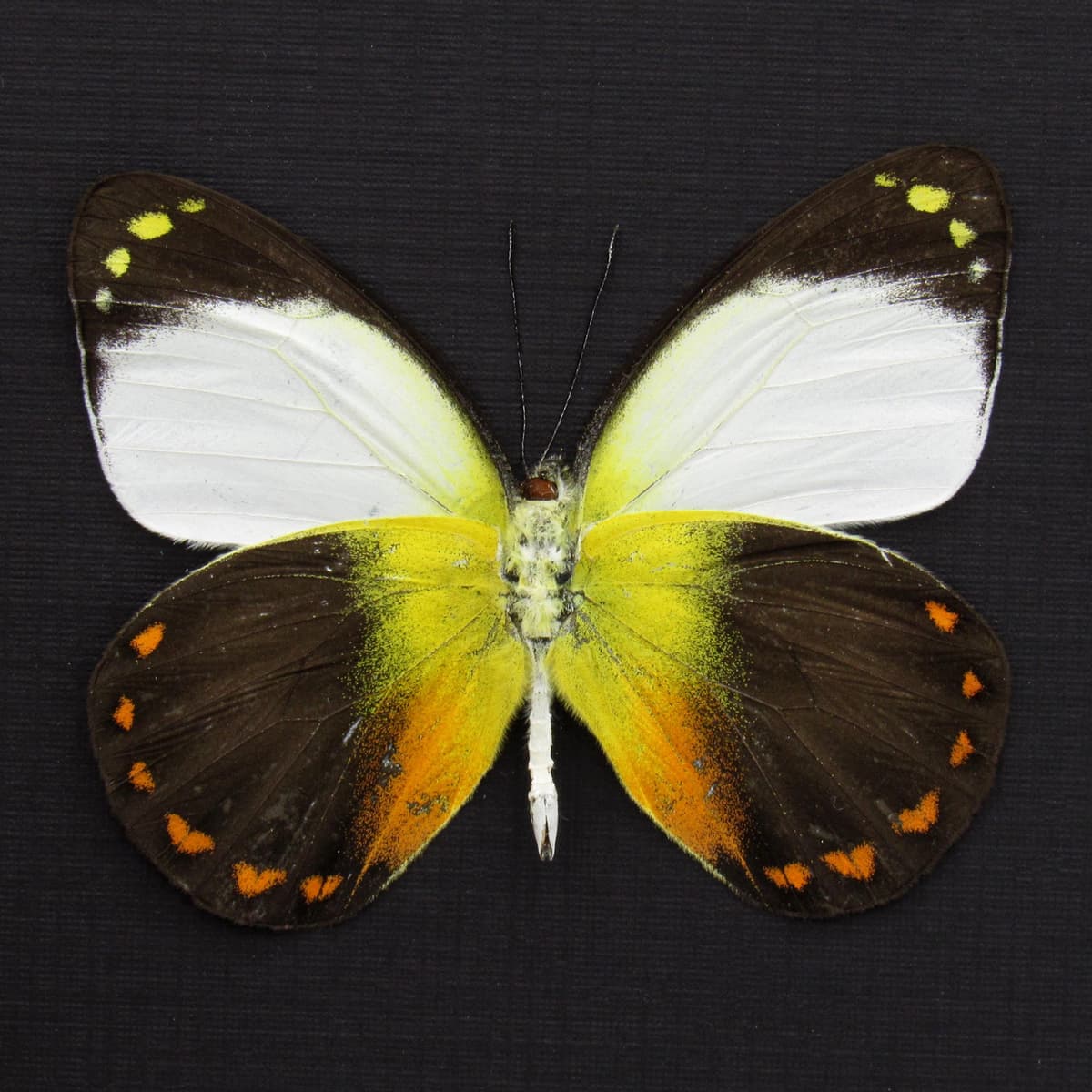 Real yellow Delias butterfly framed taxidermy - Delias isse echo