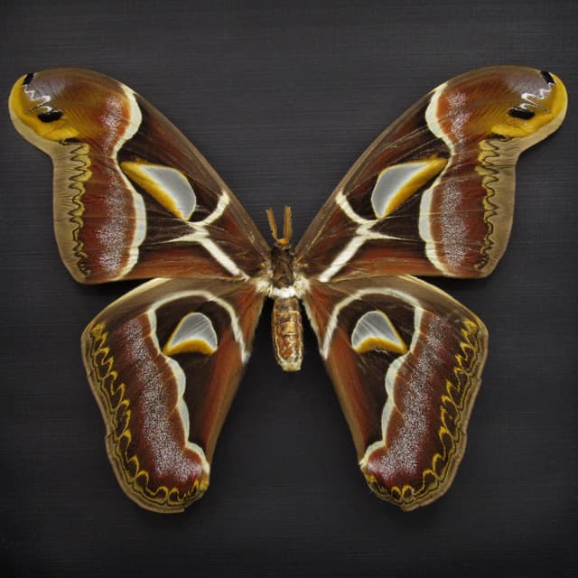 Rare Giant Saturn moth framed - Archaeoattacus edwardsii - female - burgundy color form - minor damage/repair