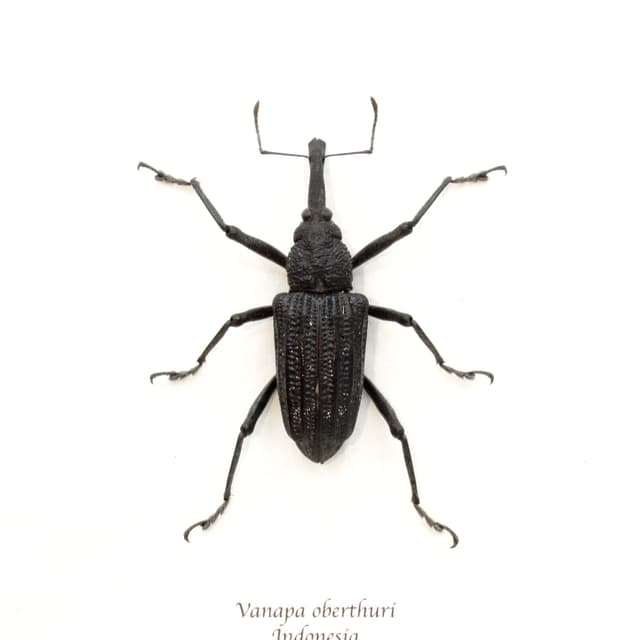 Real large Hoop Pine Weevil beetle framed taxidermy - Vanapa oberthuri