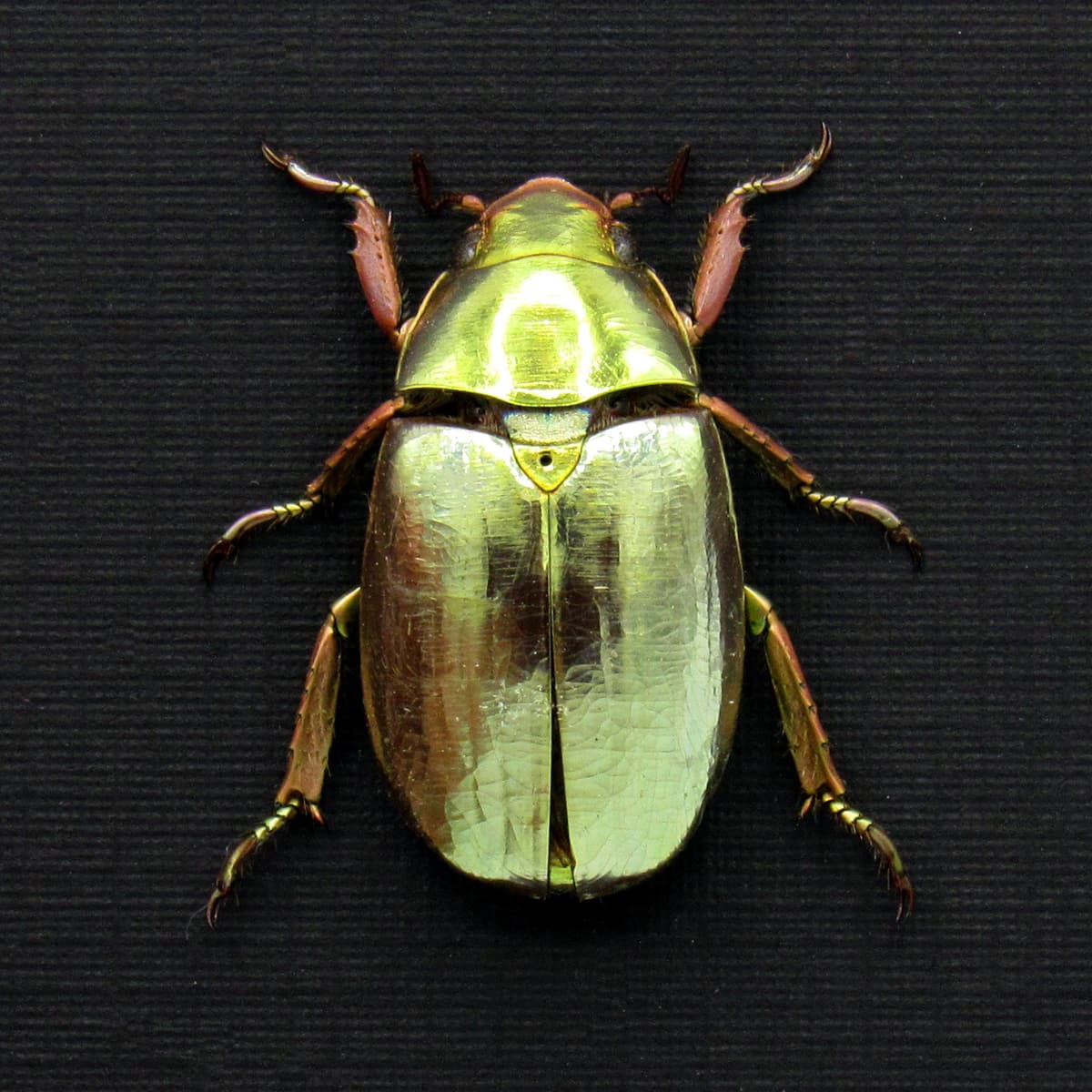 Rare gold metallic jewel beetle framed specimen - Chrysina stressani