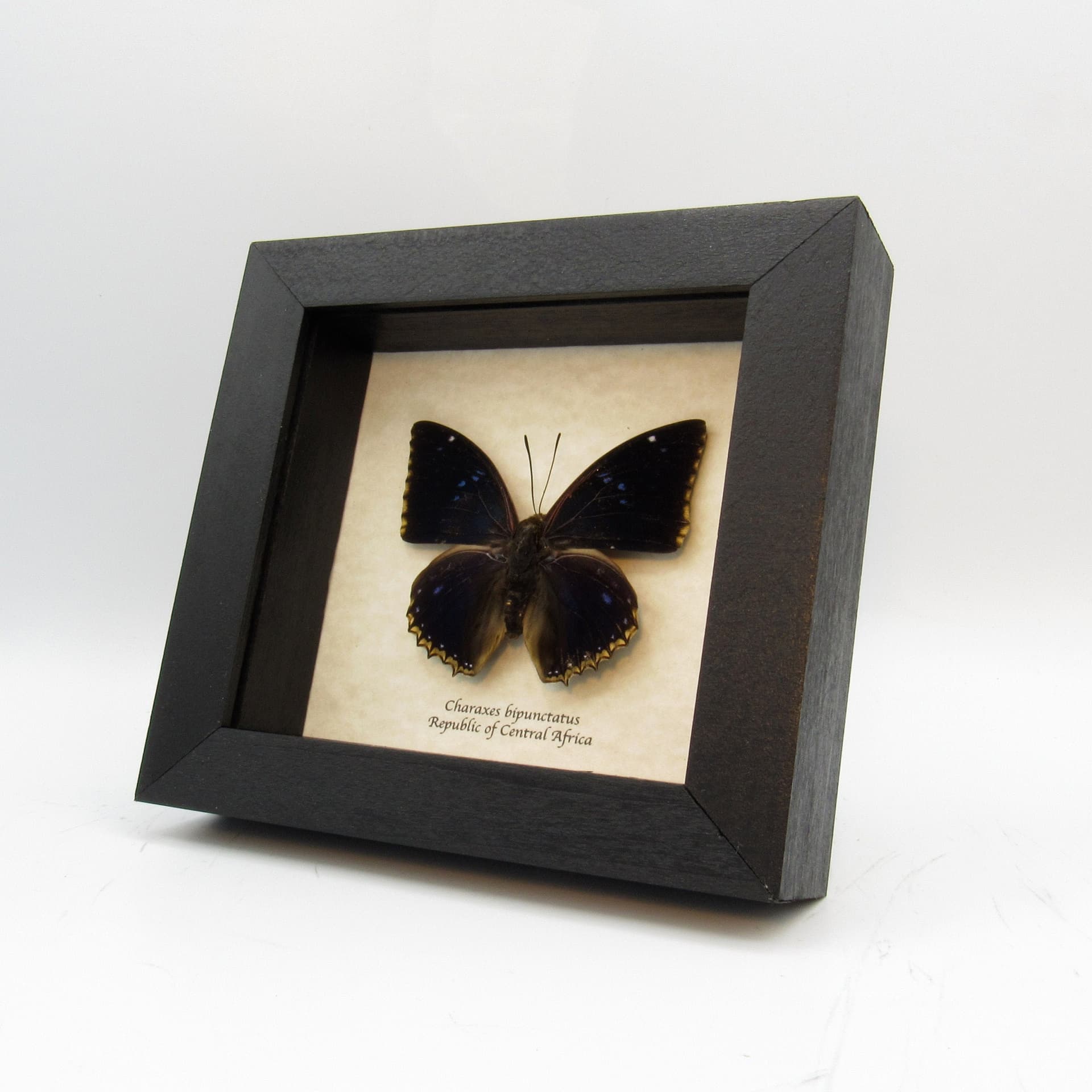 Real dark blue butterfly framed taxidermy - Charaxes bipunctatus
