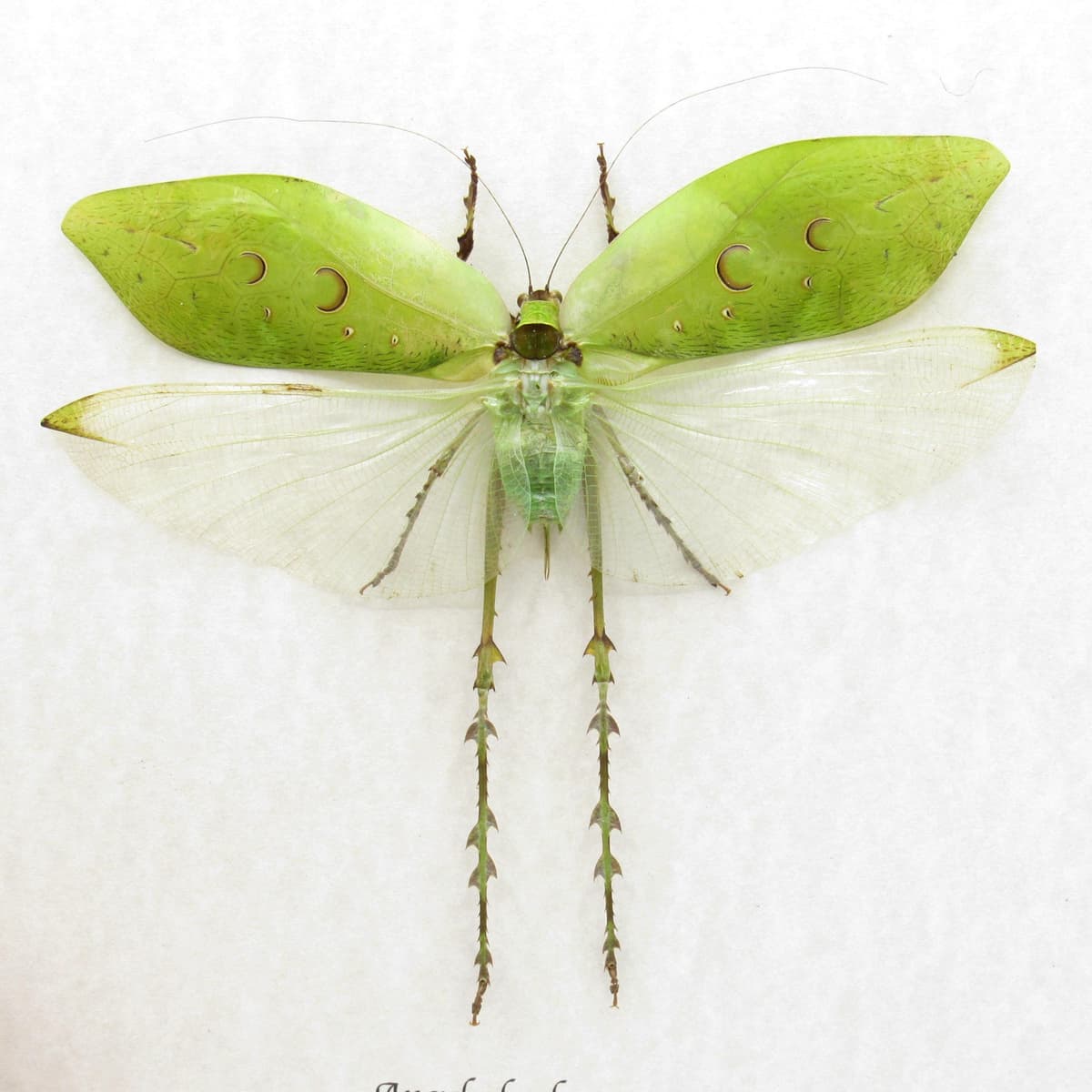 Real giant thorny grasshopper framed taxidermy - Ancylecha fenestrata