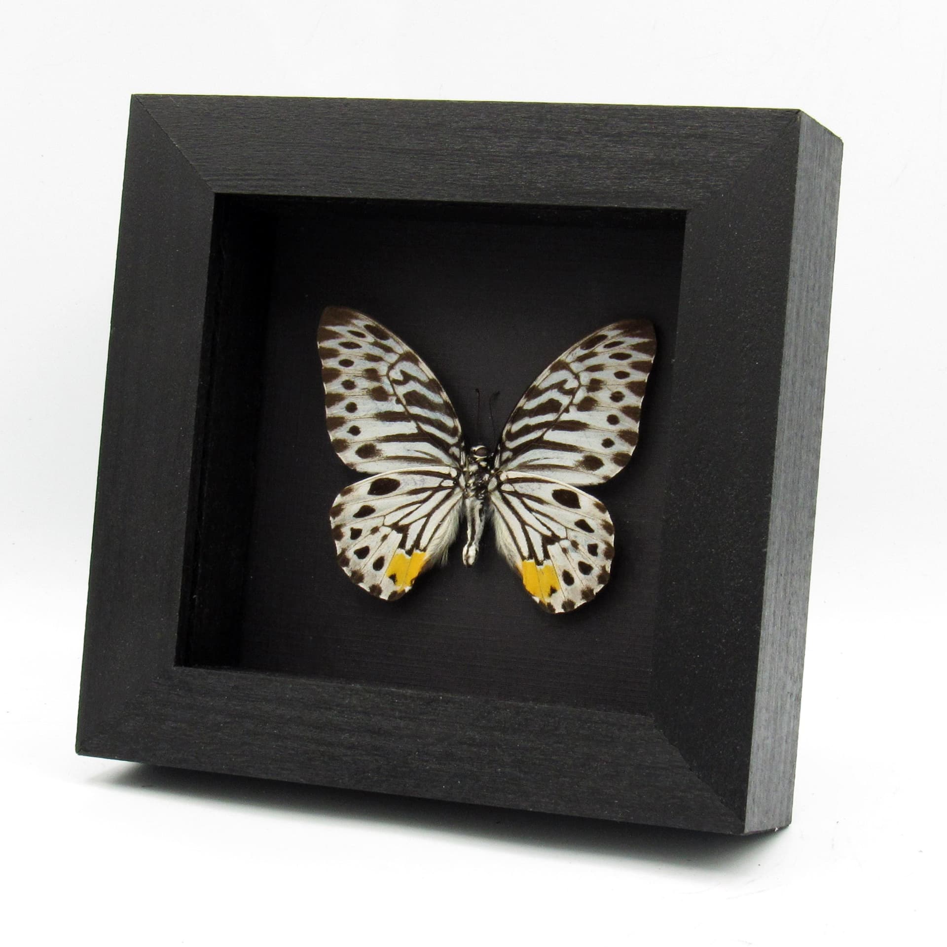 Real black and white butterfly framed - Graphium delesserti