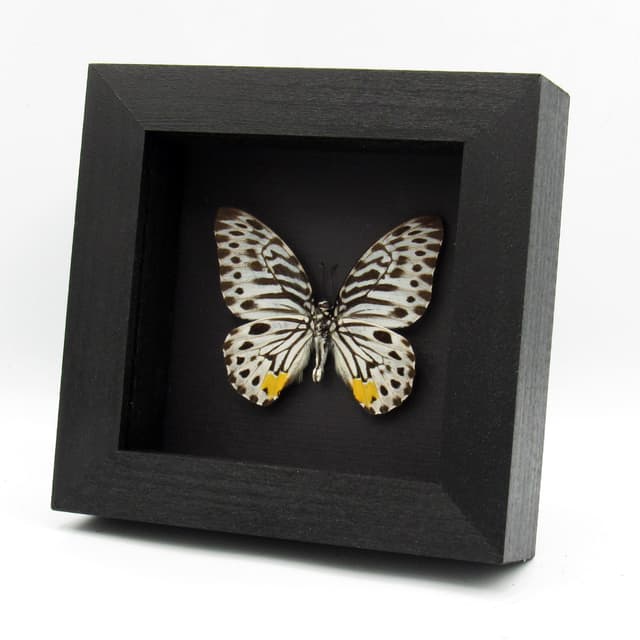 Real black and white butterfly framed - Graphium delesserti