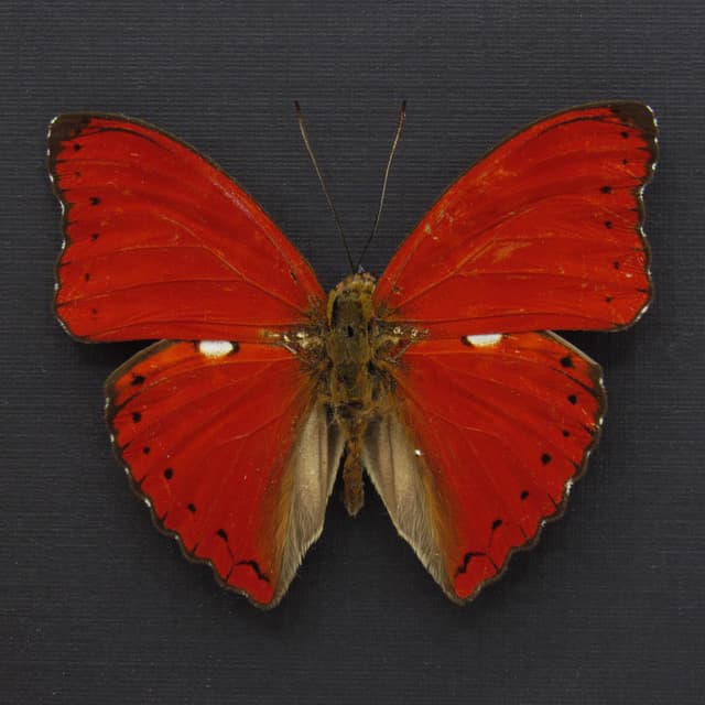 Real Red Glider butterfly framed taxidermy - Cymothoe excelsa