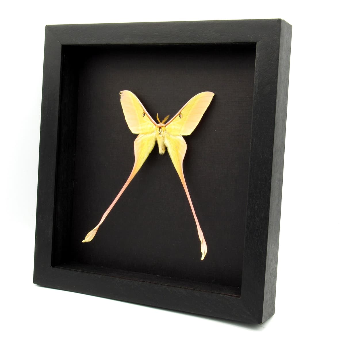 Rare XL Chinese Moon Moth framed taxidermy - Actias dubernardi - minor damage