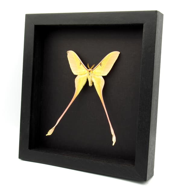 Rare XL Chinese Moon Moth framed taxidermy - Actias dubernardi - minor damage