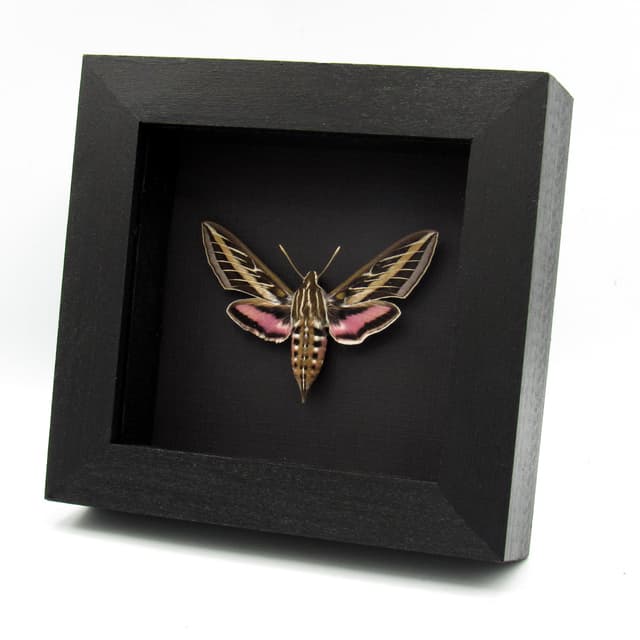Real White-lined Sphinx moth framed taxidermy - Hyles lineata - female