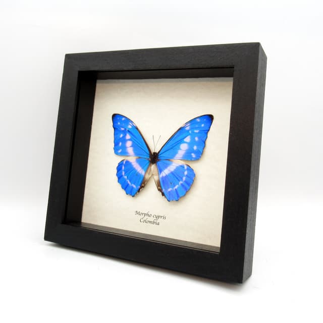 Rare Blue Morpho butterfly framed taxidermy - Morpho cypris