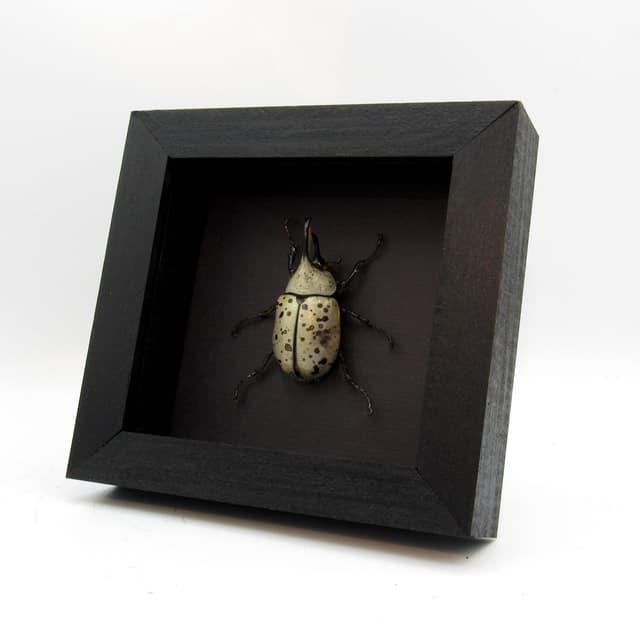 Real Western Hercules beetle framed taxidermy - Dynastes grantii