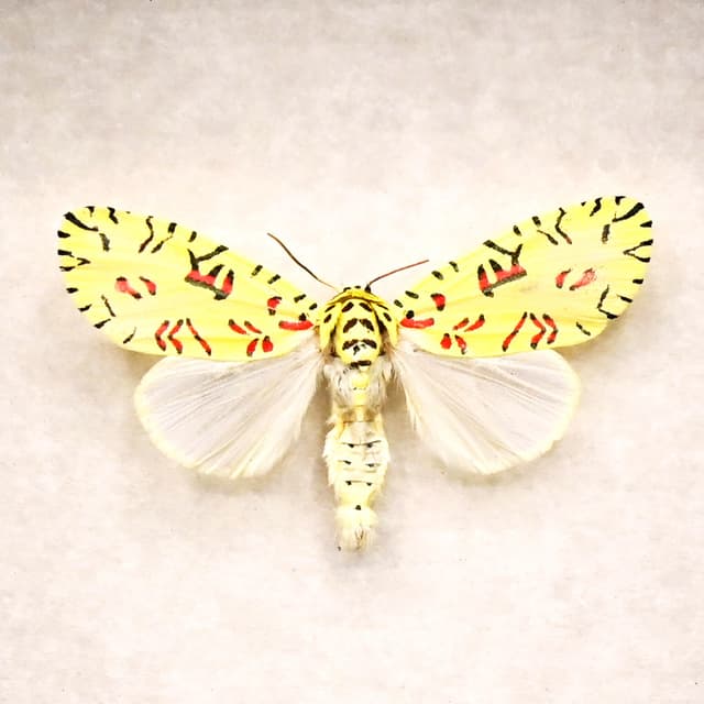 Rare tiny Pikachu moth framed taxidermy - Mazuca strigicincta