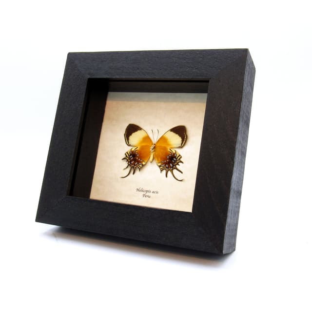Rare Metalmark butterfly framed taxidermy - Helicopis acis