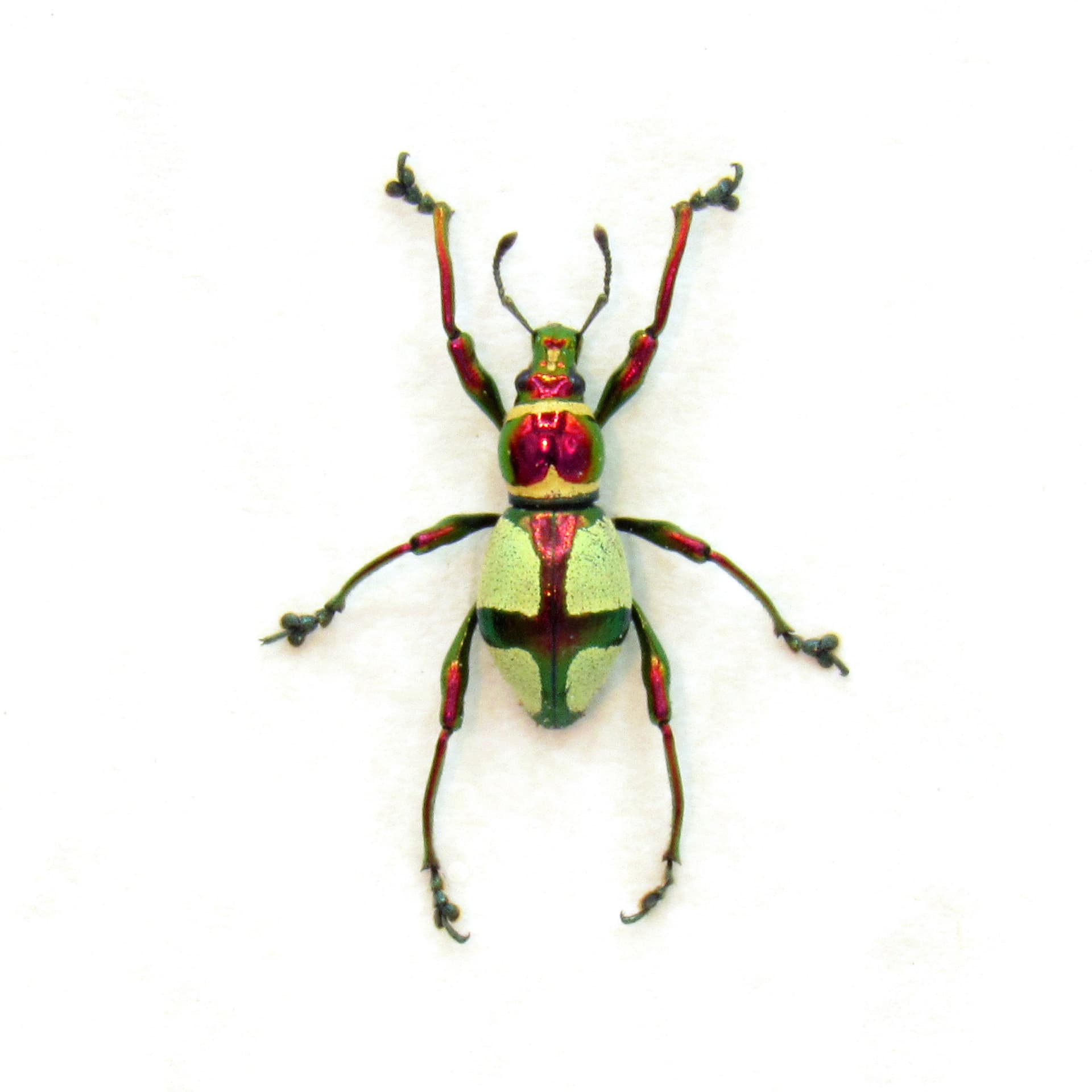 WEEVIL MANIA!  Real metallic red and green weevil framed taxidermy - Pachyrhynchus pseudamabilis