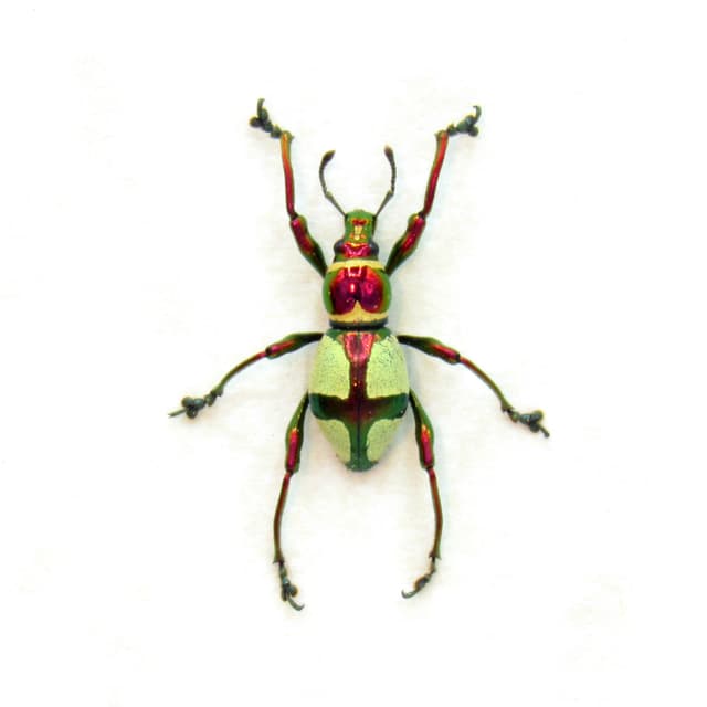 WEEVIL MANIA!  Real metallic red and green weevil framed taxidermy - Pachyrhynchus pseudamabilis