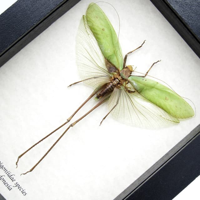 Real giant Katydid framed - Tettigoniidae species