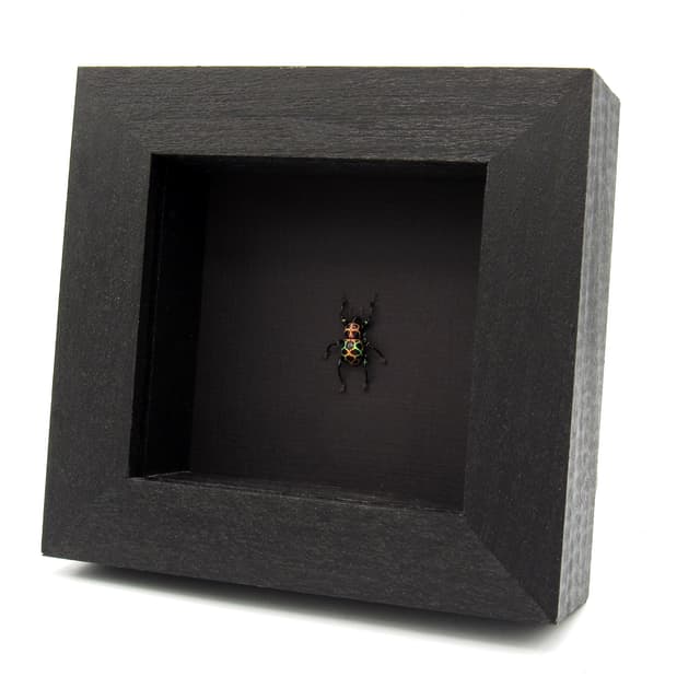 WEEVIL MANIA - Real metallic rainbow beetle framed taxidermy - Pachyrhynchus reticulatus