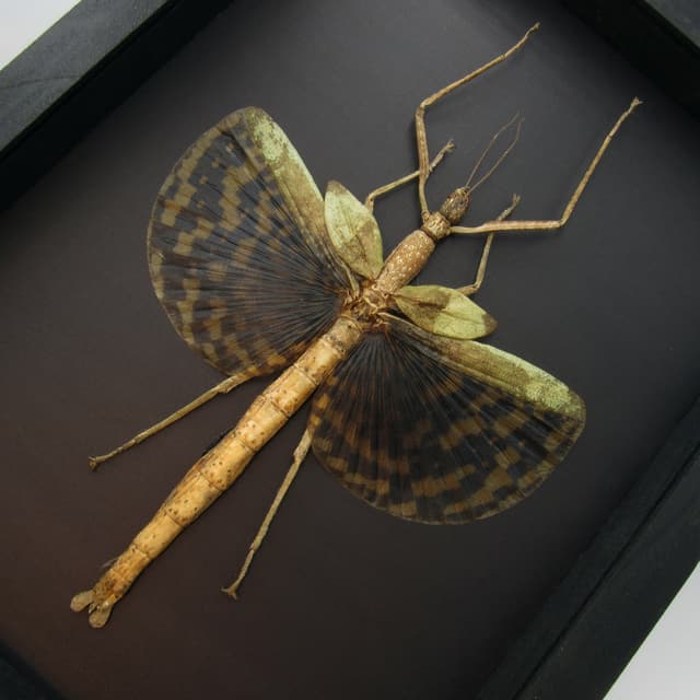 Gigantic real winged Walking Stick insect framed taxidermy - Phasma gigas