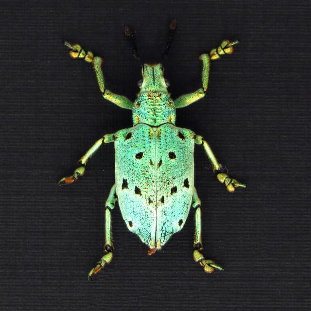 Rare glitter Weevil beetle framed taxidermy - Lamprocyphus germani