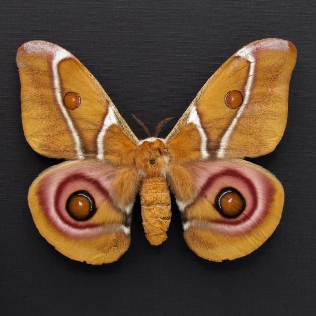 Real Madagascar Bullseye moth framed taxidermy - Antherina suraka - large female