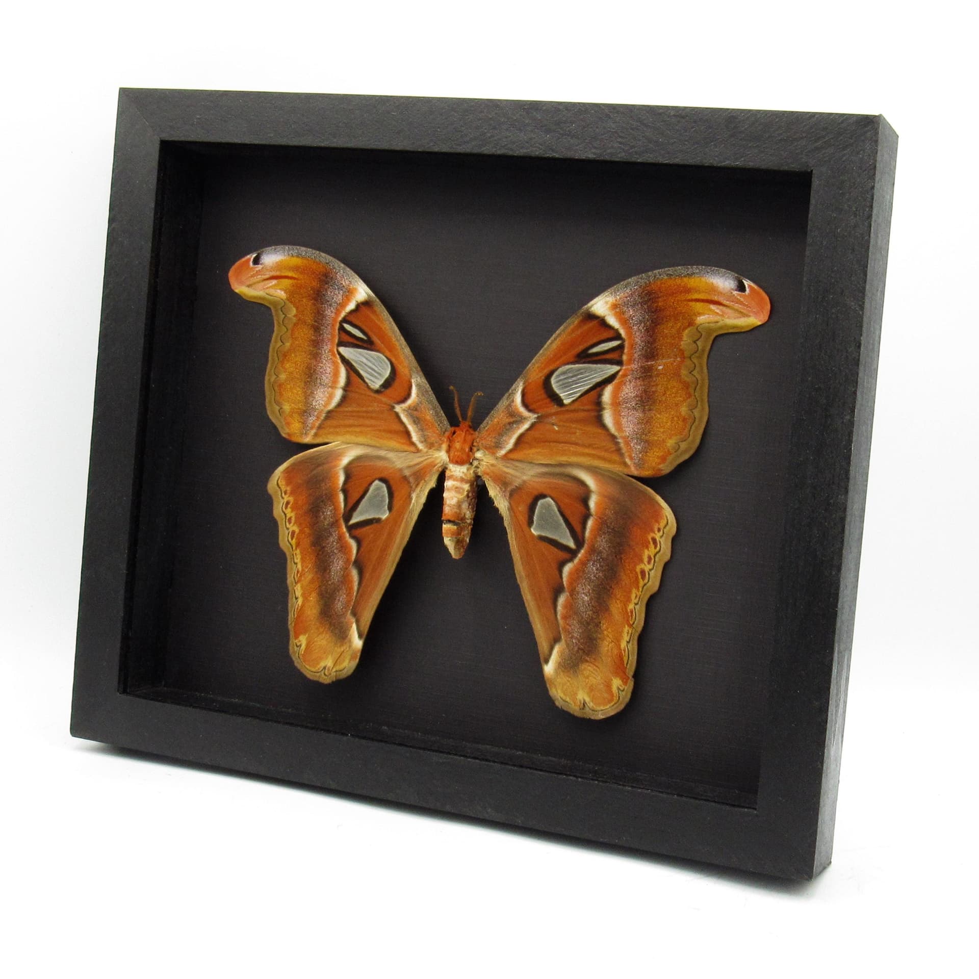 Real Giant Atlas moth framed taxidermy - Attacus lorquinii - female - 2