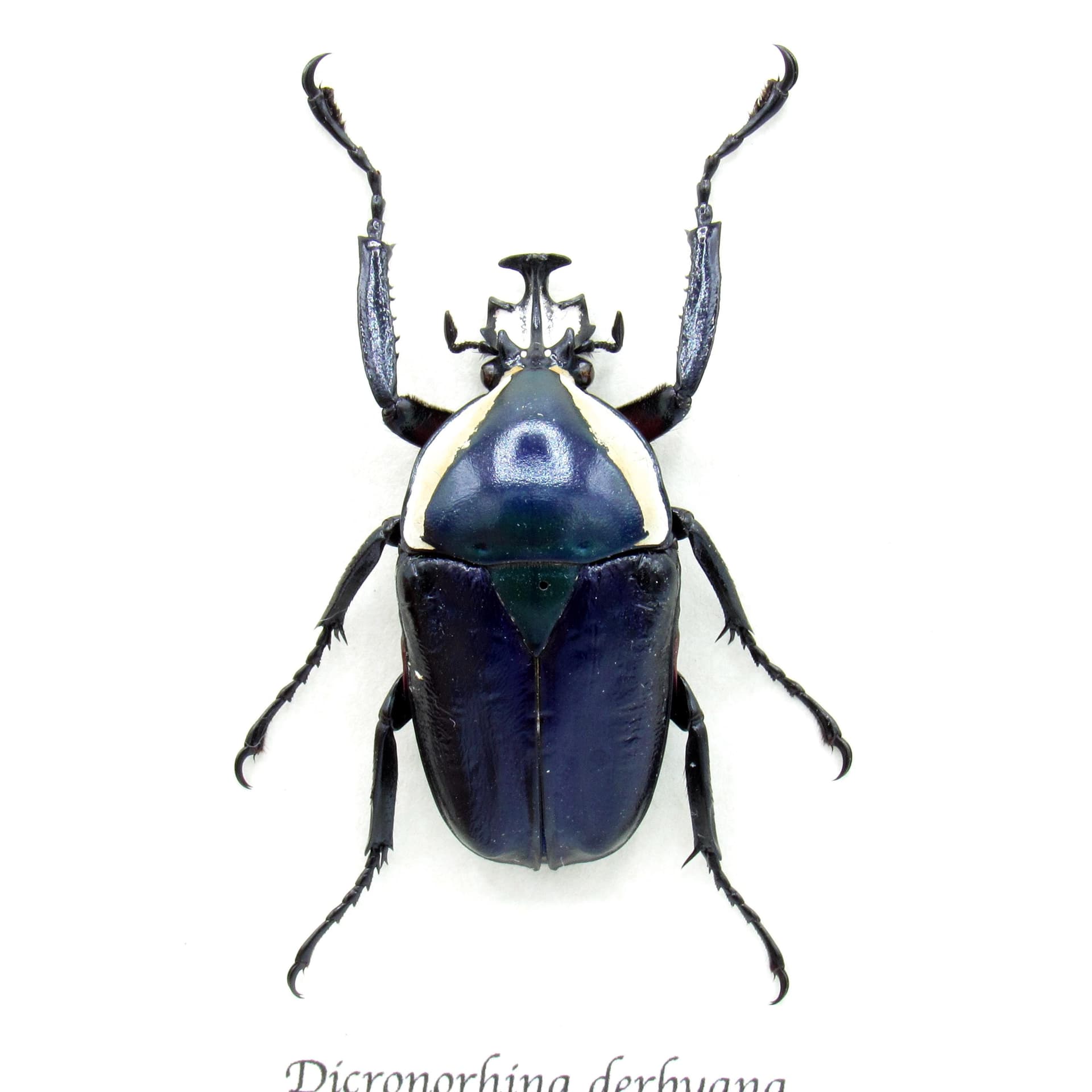 Real Scarab beetle framed taxidermy - Dicronorhina derbyana - purple form